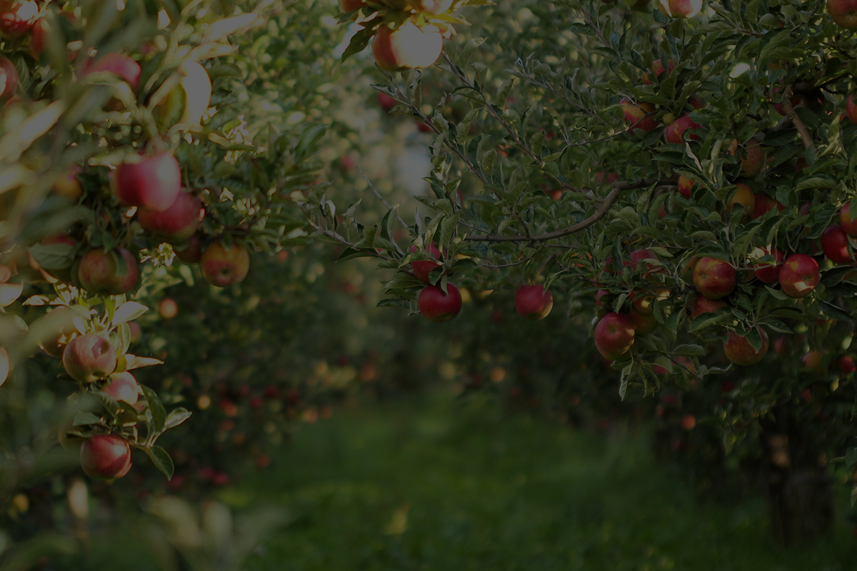 ultetveny_nagy_banner